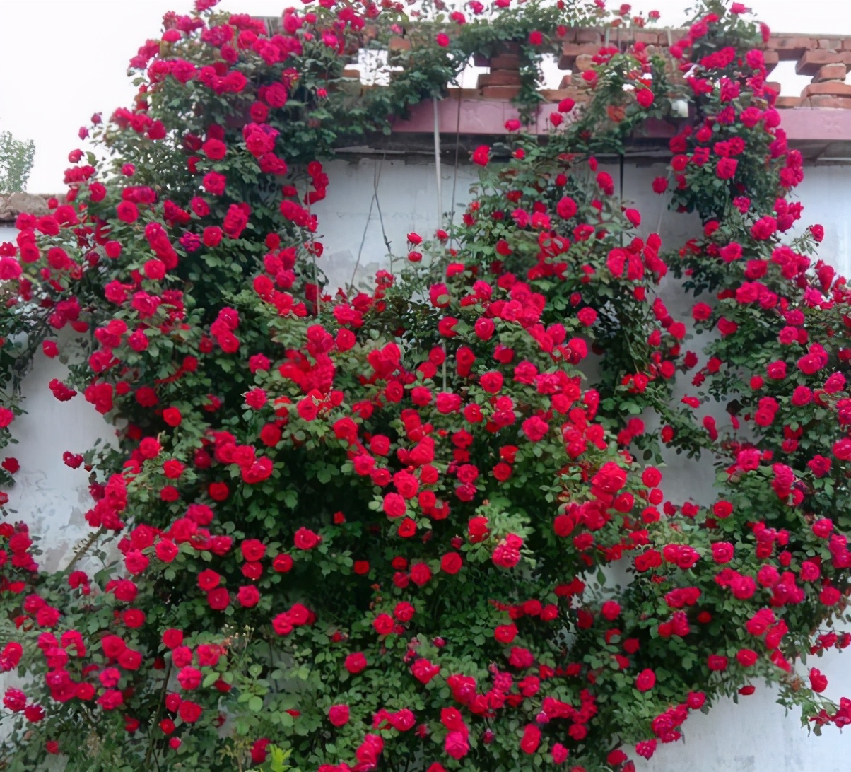 Raise these 5 kinds of climbing flowers in spring to easily grow a sea