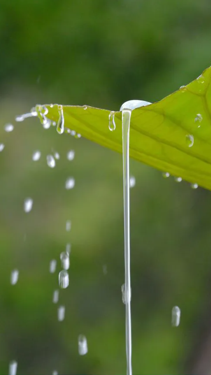 有关小雨的诗词，让小雨驱散夏日的炎热-第5张图片-诗句网