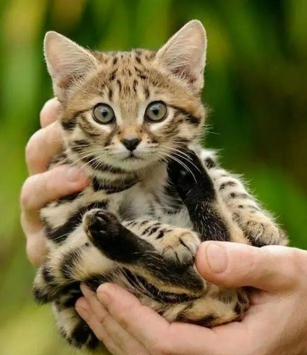非洲最小的貓堪稱動物殺手，狩獵效率高達60%，血統成難言之隱