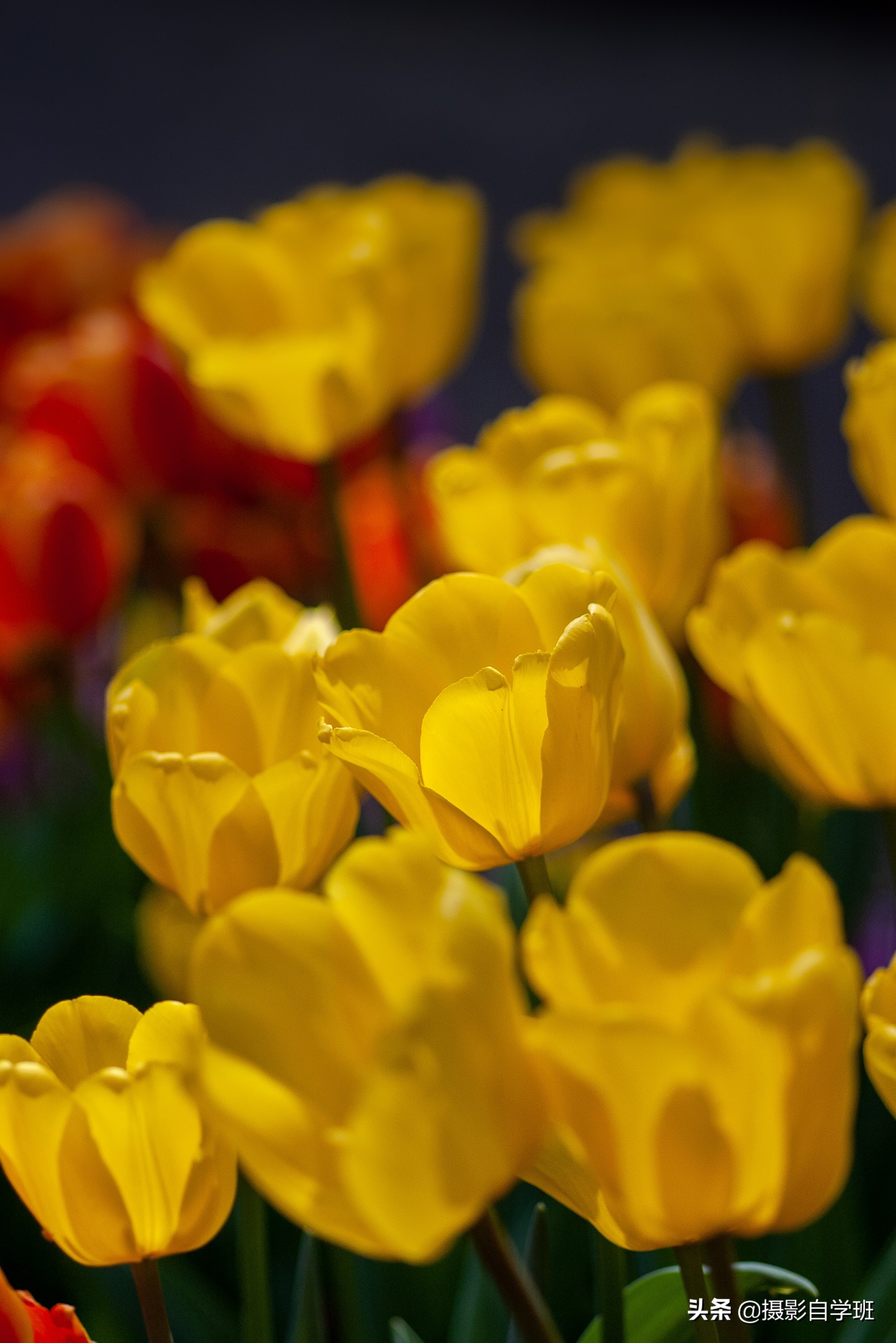 这6个摄影技巧，帮你春天把花朵照片拍好看，构图角度微距都讲解这6个摄影技巧，帮你春天把花朵照片拍好看，构图角度微距都讲解