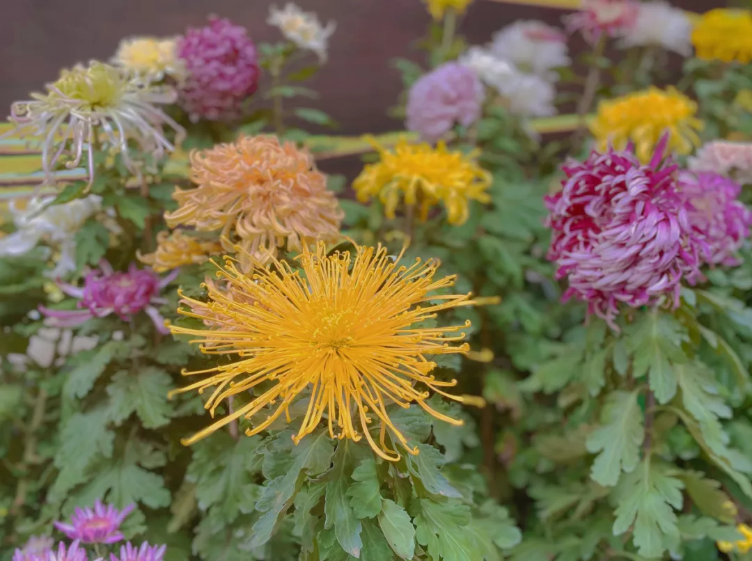 中国开封第38届菊花文化节开幕