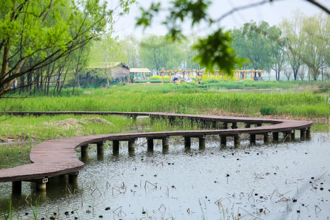 台儿庄运河湿地开园:久久不忘的色彩