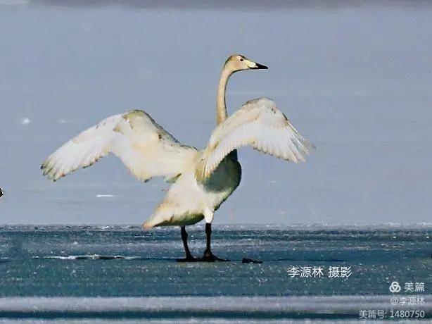 寒烟轻笼，白鹤戏水，民勤石羊河国家湿地公园宛如仙境一般