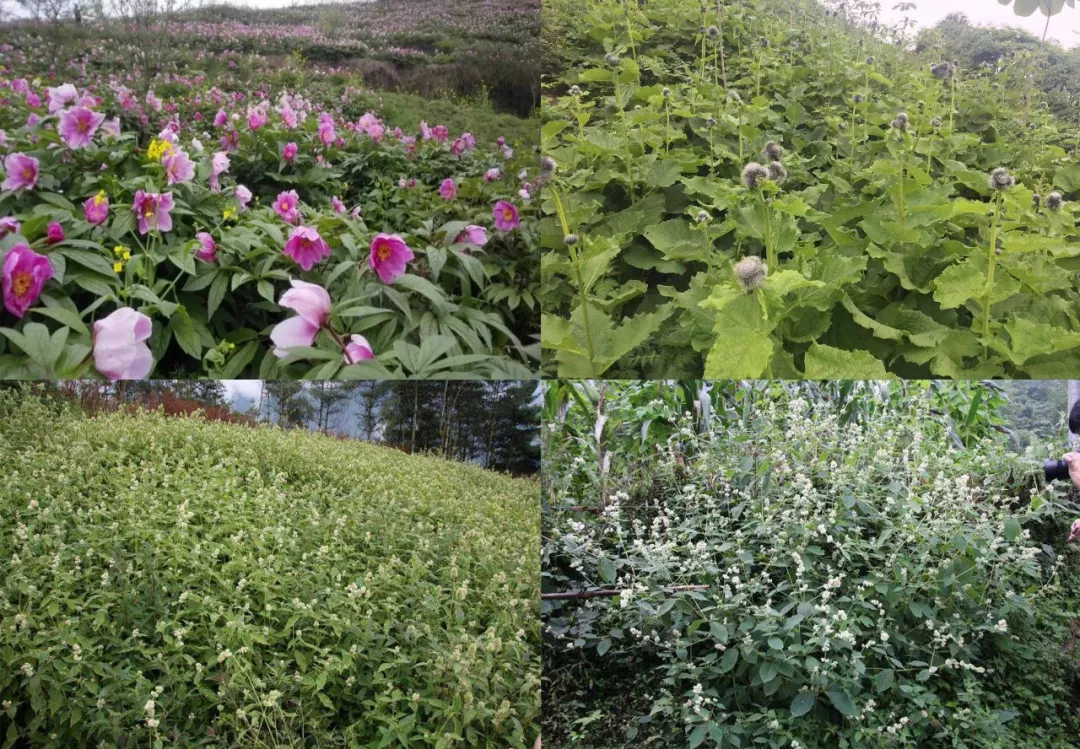 国庆旅游去哪玩？这些四川省中医药基地了解一下！