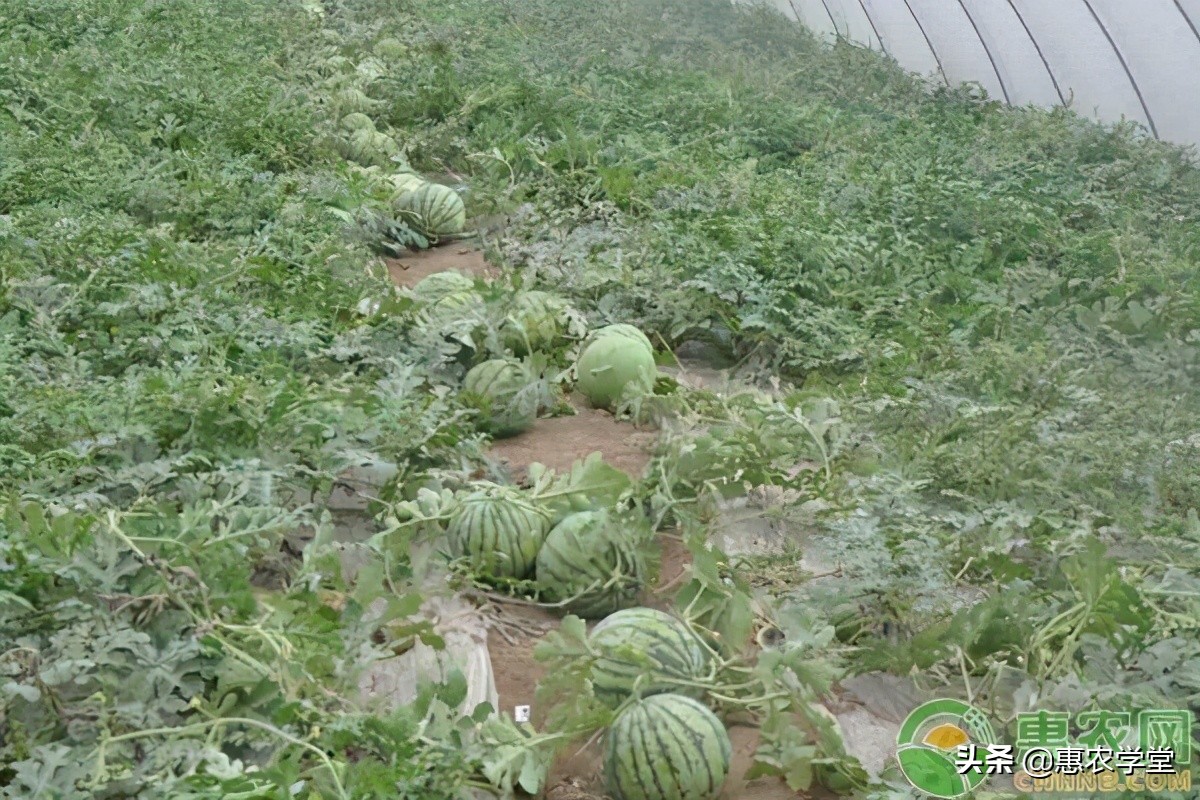 西瓜苗价格多少钱一棵 西瓜苗的栽培步骤和方法有哪些 惠农学堂 Mdeditor