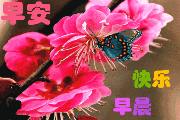 清早|正月十三清早版早上好漂亮动态祝福图片,最美的早上好问候语