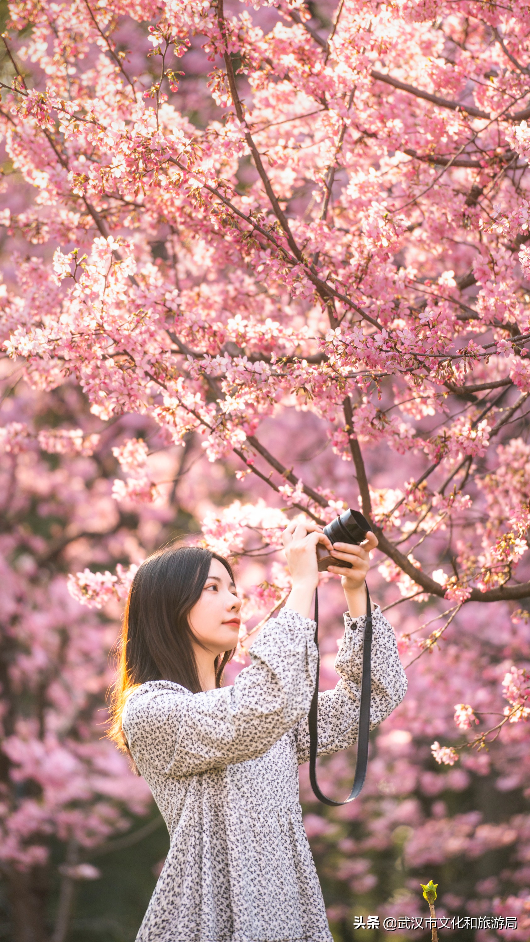 武汉樱花，美出圈了！
