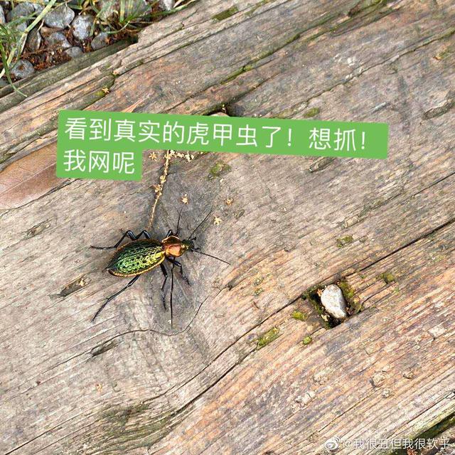 张子萱带俩女儿踏青，肉感妹妹腿胖乎乎可爱，安安草地抓虫开心