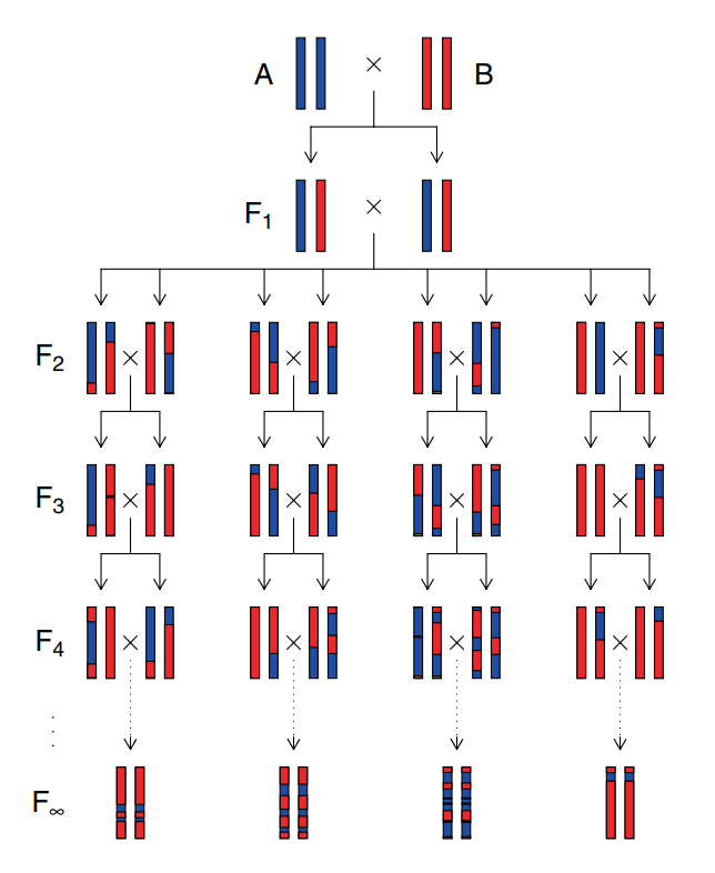ril群体由于同源染色体交叉互换,f2代大部分是红色与蓝色染色体的嵌合