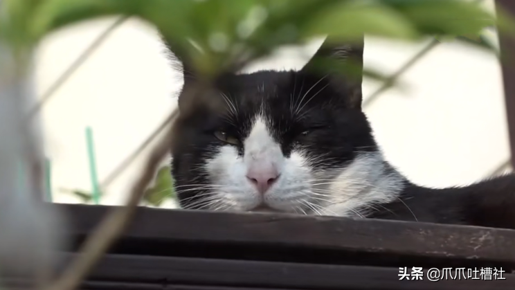 猫咪每日奔袭8公里，只为谈恋爱，谁说异地恋就没有好结局？