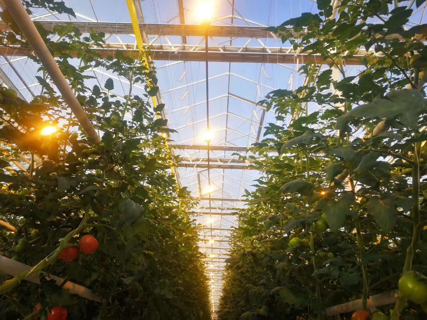 武装到牙齿的荷兰超级智慧玻璃温室大棚如何建造