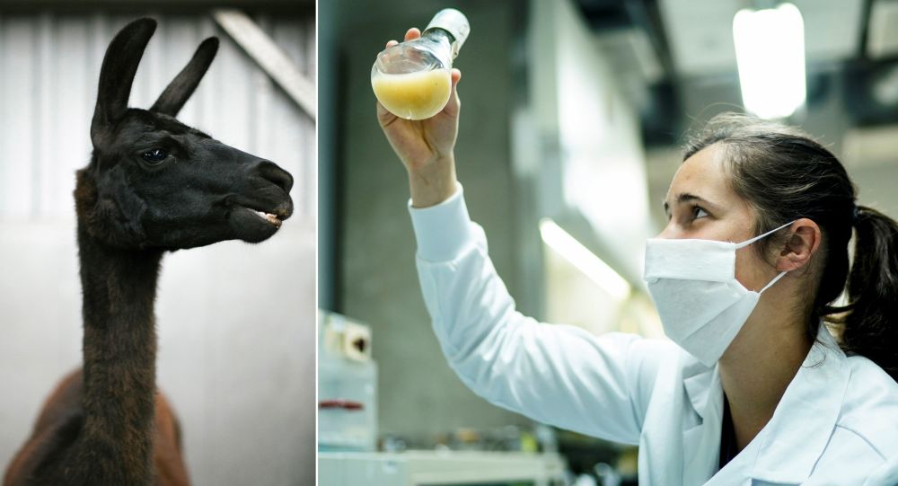 美国上亿民众有救？美专家：“神兽”羊驼血液