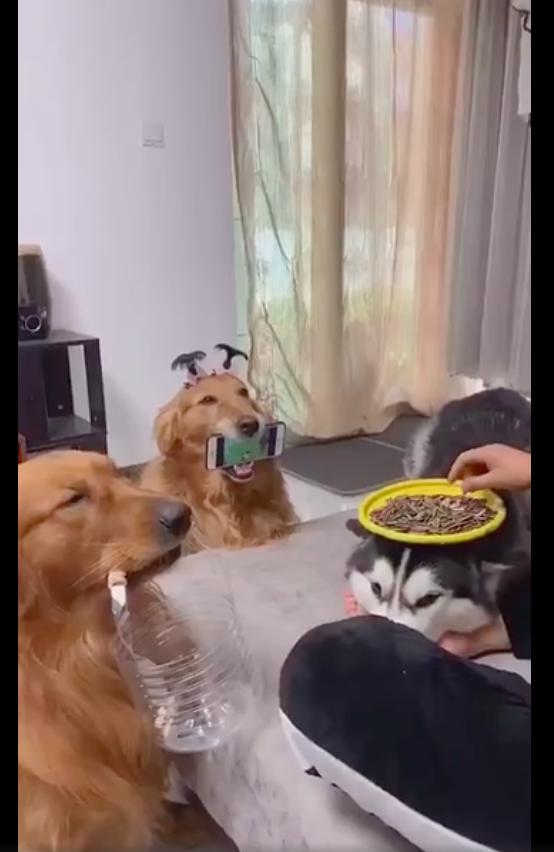 The sled dogs are used as tables, and the golden retrievers are used as