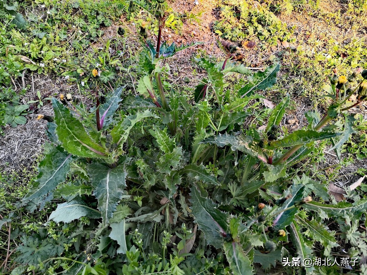 农村100种野菜图片教你认识不同的野菜和吃法