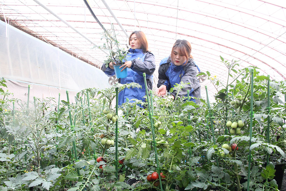 蔬菜大棚里的美女大学生