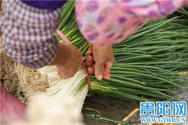 Guiyang: The person is diligent spring come early, green " sweet " the right season or time