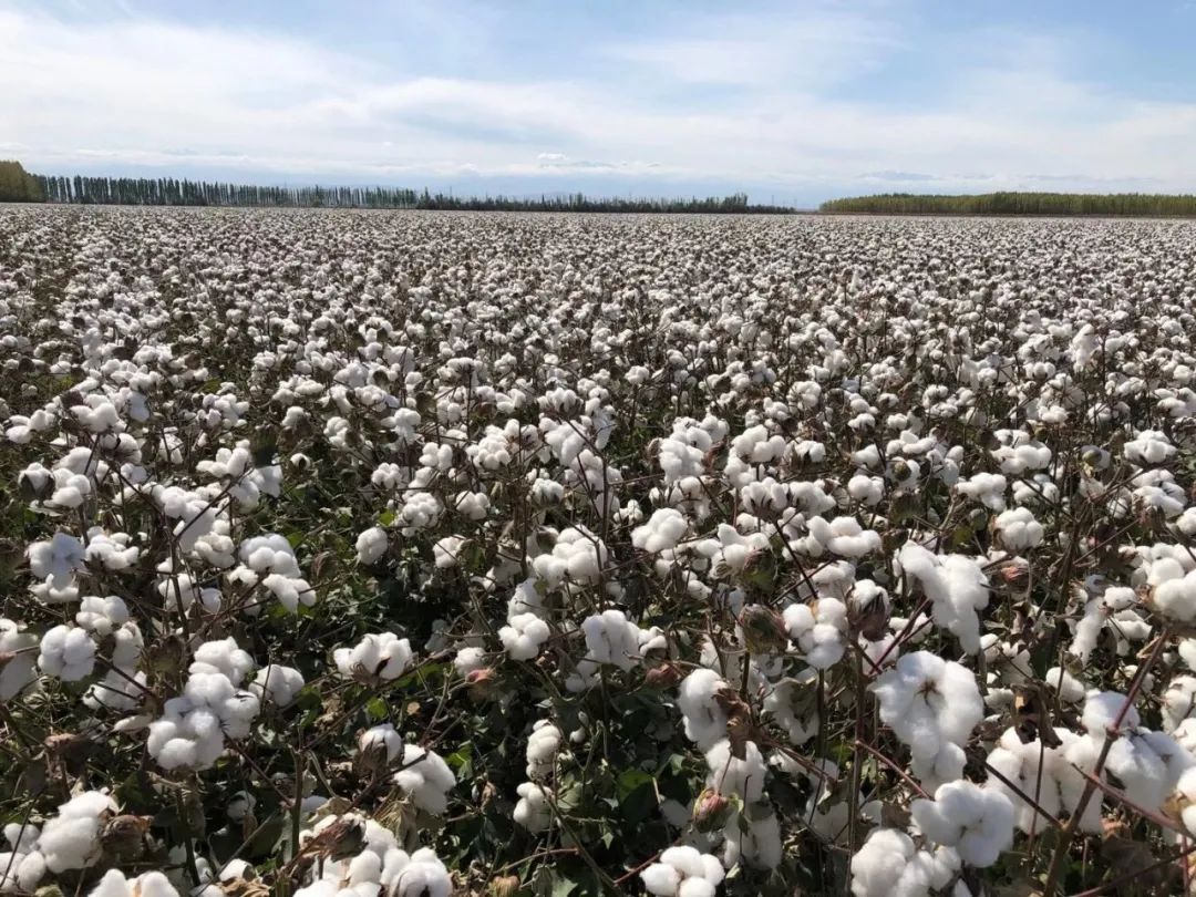 攻克又一难题！无膜棉品种选育和栽培技术摆脱“白色污染”
