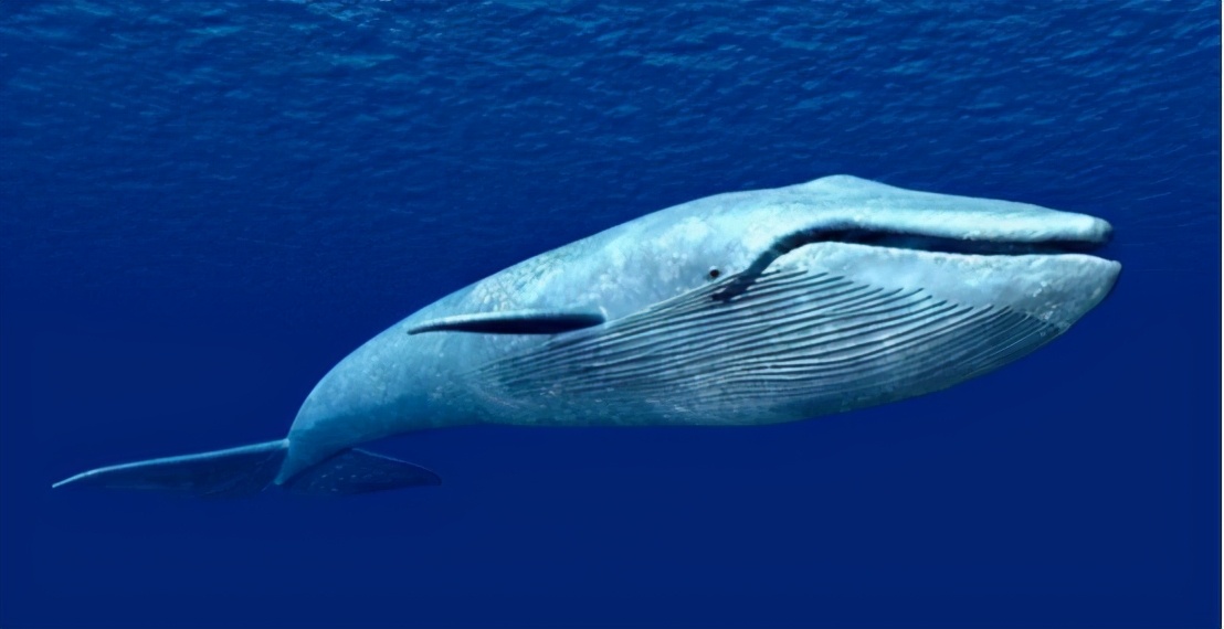 禁止捕鲸40年后，这种生物回到它的“故乡”，迅速成为海洋霸主