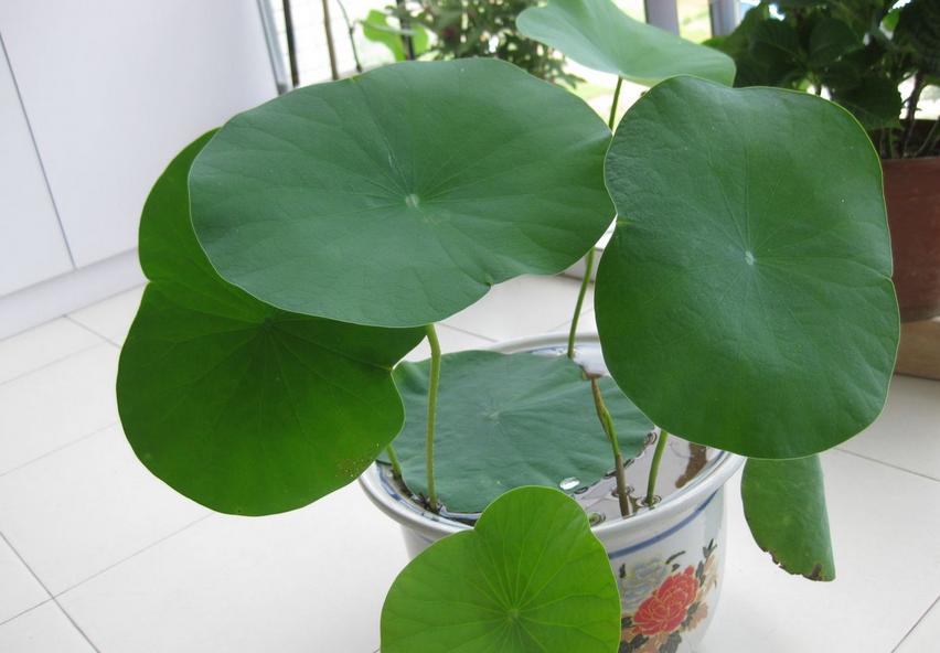 If you grow a bowl of lotus in summer, what causes the plant not to