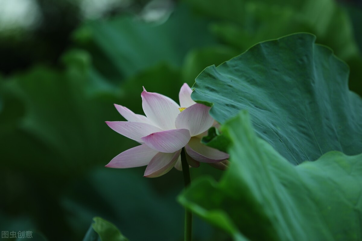一切尽意，百事从欢，花开不管流年度，尘烟千里天涯路-第4张图片-非凡网