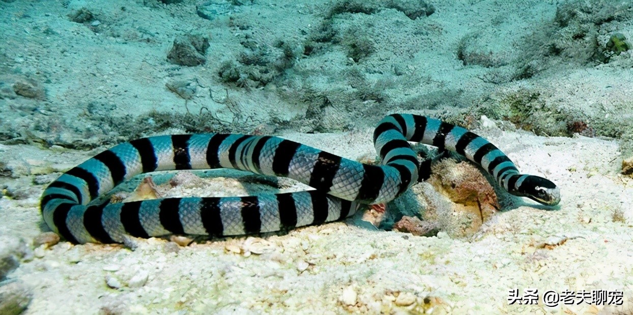 中国十大毒蛇之青环海蛇,毒液毒性有多厉害