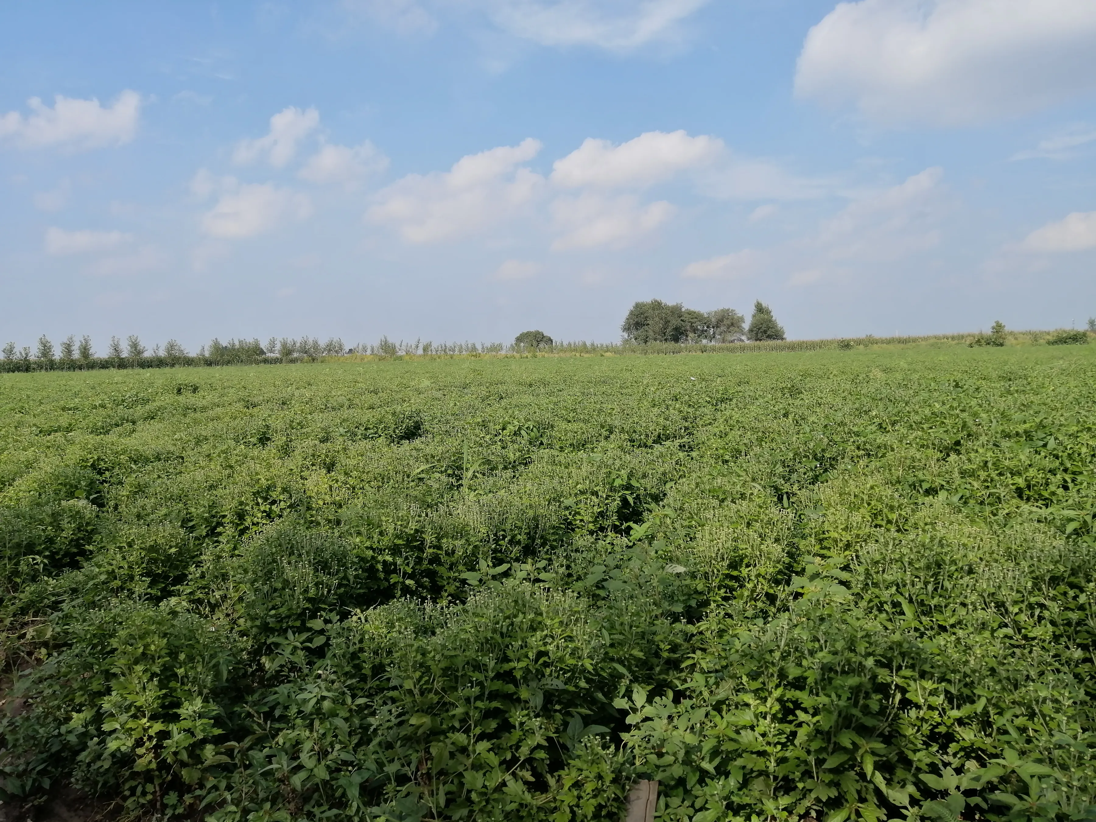 白菊飘香其塔木