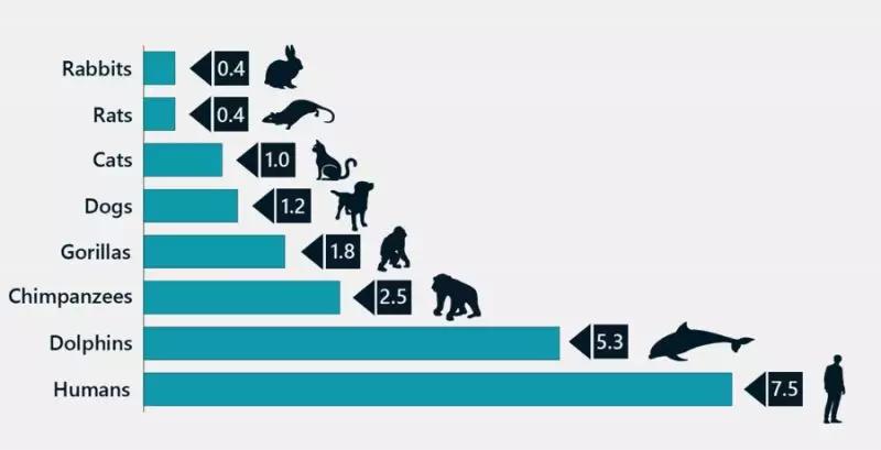Do you know the 9 animals with the highest IQ on earth? - iNEWS
