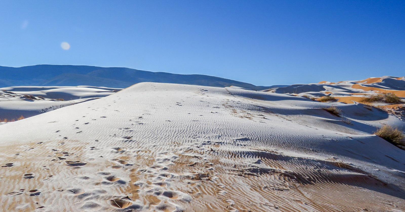 沙漠|骆驼在撒哈拉沙漠雪中漫步 白雪覆盖别样风情
