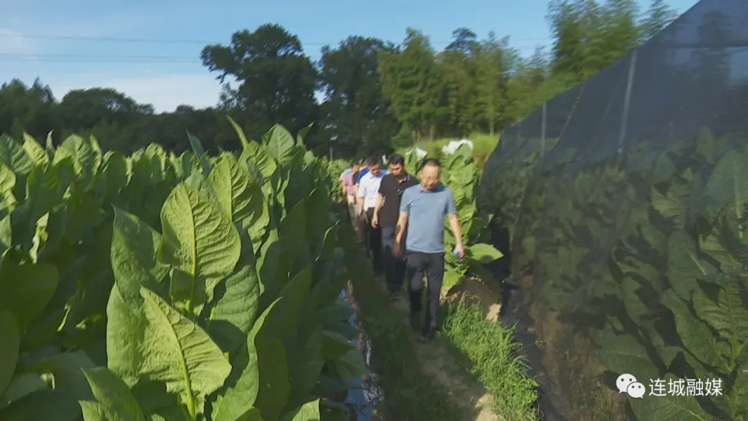 四川中烟调研组到连城县调研指导雪茄烟试种工作