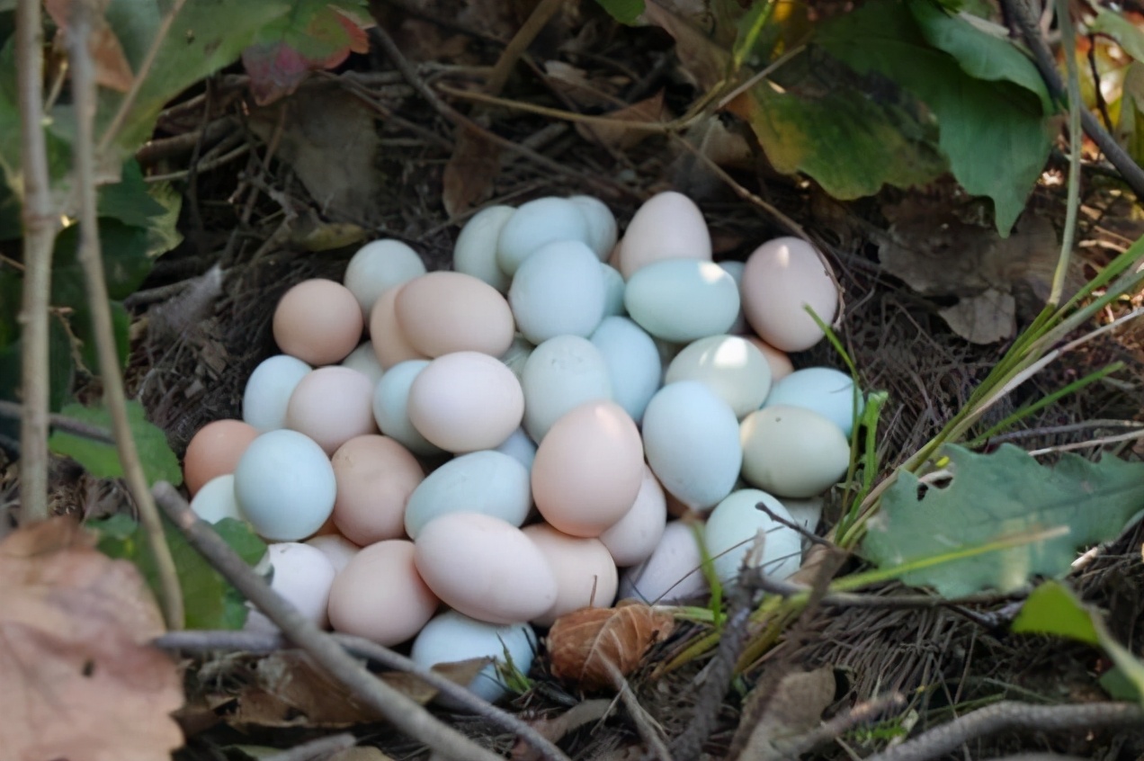图片[6]-如何挑选新鲜好鸡蛋-起舞食谱网