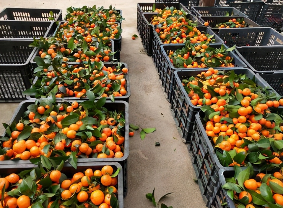 砂糖橘涨价了，果农也不愿意卖，主要出于两个原因