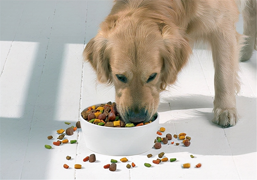 There is a pet at home What medicine should a dog take if it doesn't