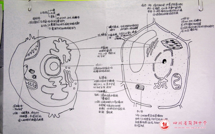 四川省简阳中学怎么样?首届生物学科节(图35)