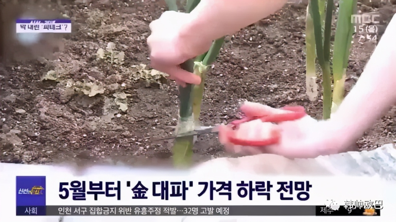 登上韩国MBC早晨新闻的，自己种大葱吃的这位男团爱豆