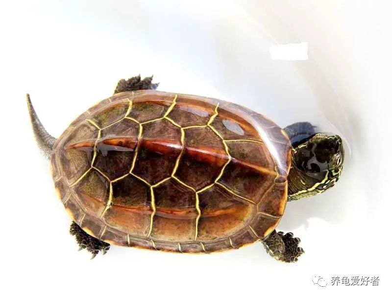 I heard that golden thread turtles are raised like this, and there is ...