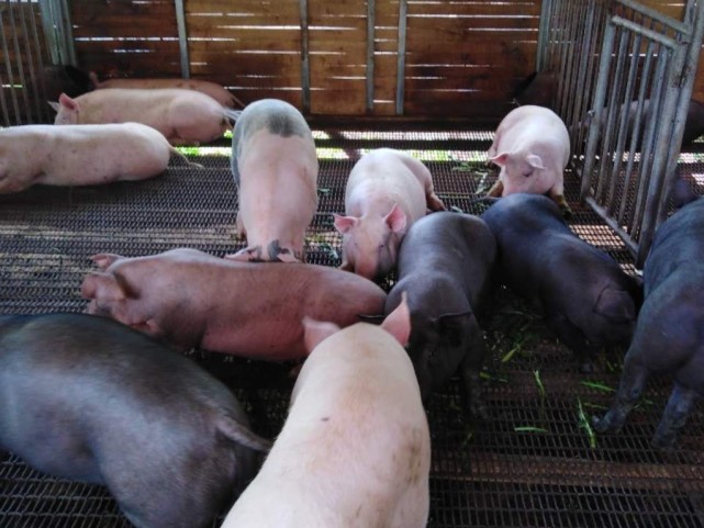 猪肉价格跌破10元已经板上钉钉？