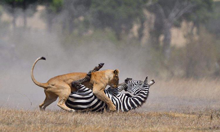 如果动物的角长歪了会怎么样 慢性自杀的利器 有角动物的悲剧 资讯咖