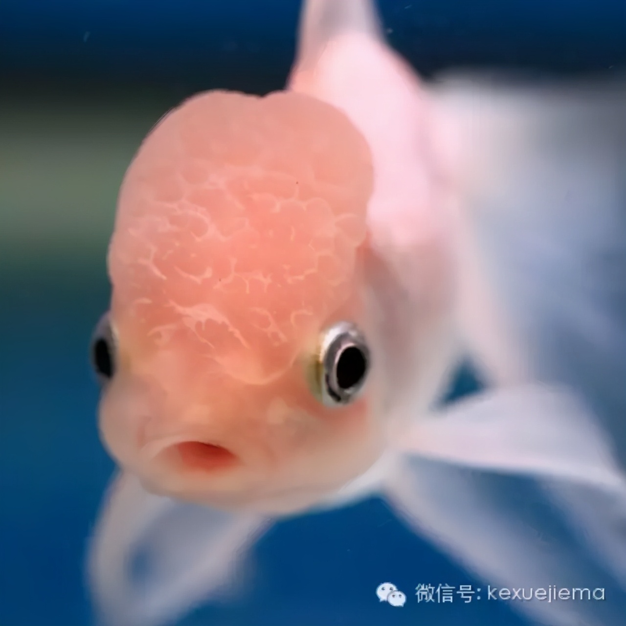 如果有人說你是屬金魚的 你可以拿這篇文章反駁ta 科學書屋 Mdeditor