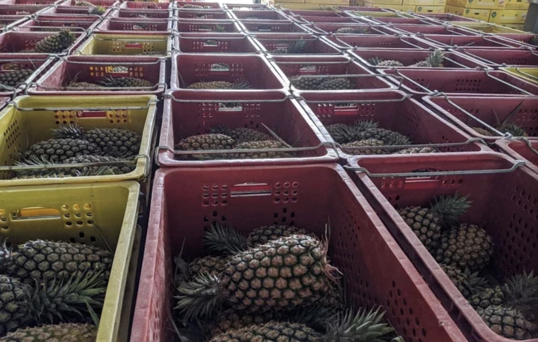 大陸暫停台灣菠蘿進口，蔡當局的對策居然是：大家一起吃