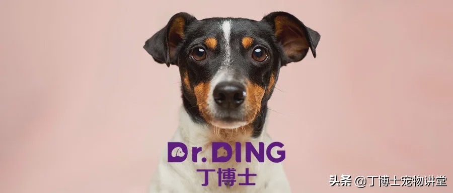 母犬狗狗發情期的生理變化和注意事項