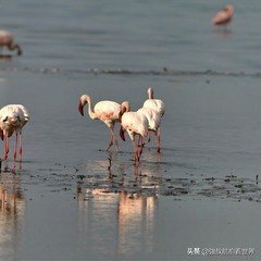 干货|第一次去肯尼亚怎么玩？经典玩法、路线大盘点！