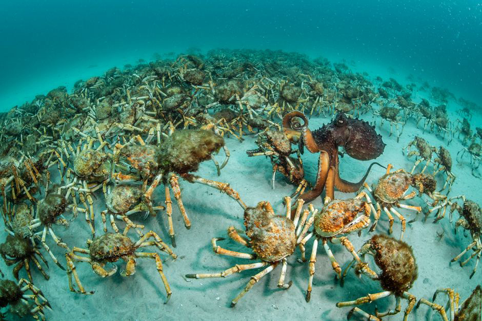 Over 1 Million King Crabs Have Invaded Antarctica, Grabbing Territory ...