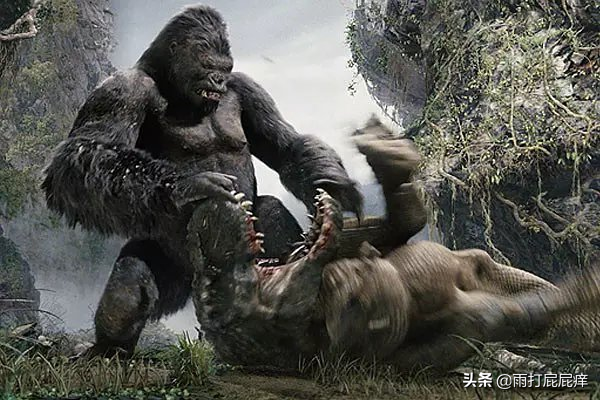 King Kong big fight Gesila, implicit full base affection! The mankind is outsider nevertheless