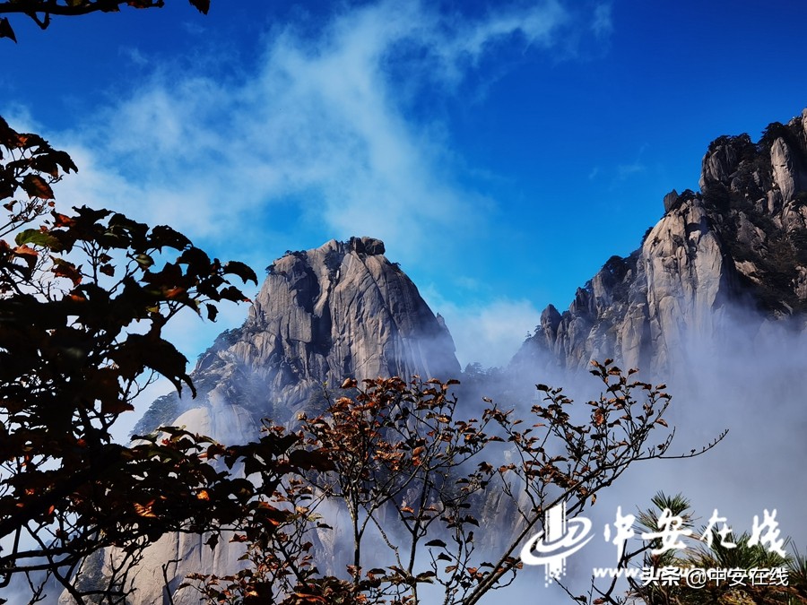 Huangshan Scenic Area enters the best viewing period of autumn