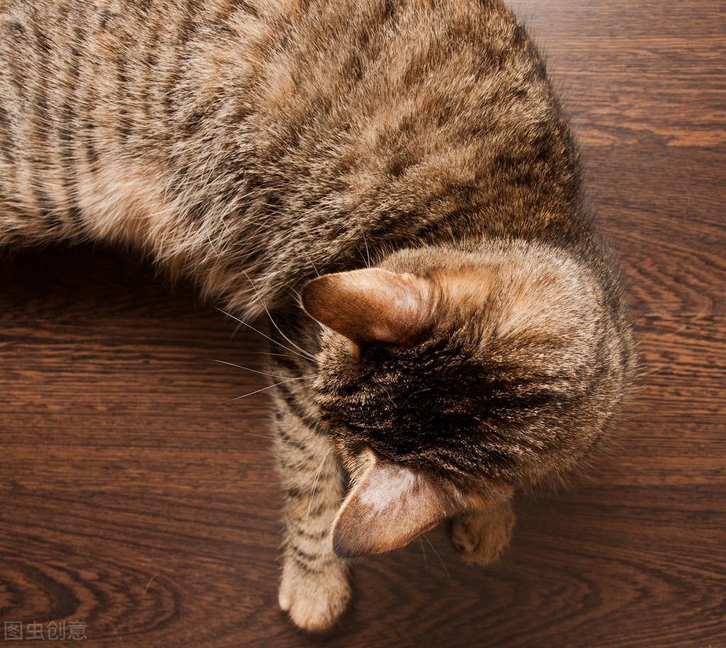 What is cat moss?How to treat cat moss? - iNEWS