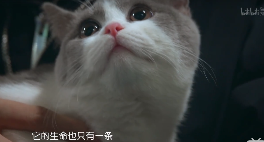 骂这禽兽我绝不道歉