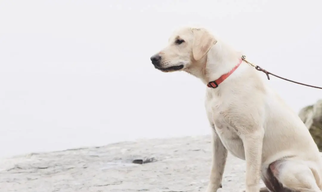 寵物殯葬師 我不是火化師 是去往天堂的 引路人 毛毛寵寵物火化殯葬 Mdeditor