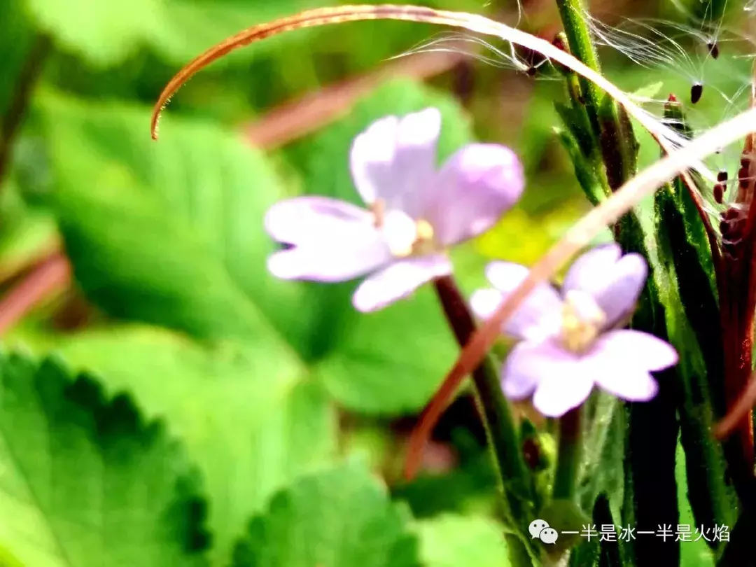 散文诗：寻一场清欢过夏天-第5张图片-诗句网