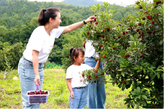 四川旺苍：首届杨梅节开采 上千亩杨梅喜获丰收