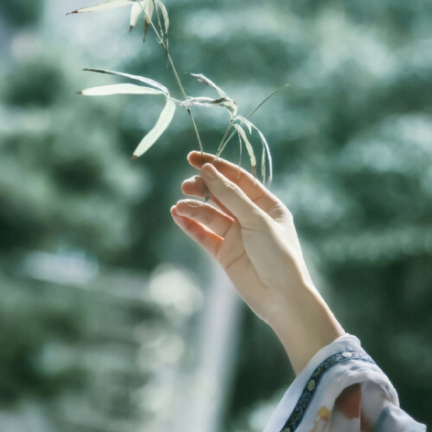 一杯淡茶，一吻荷香